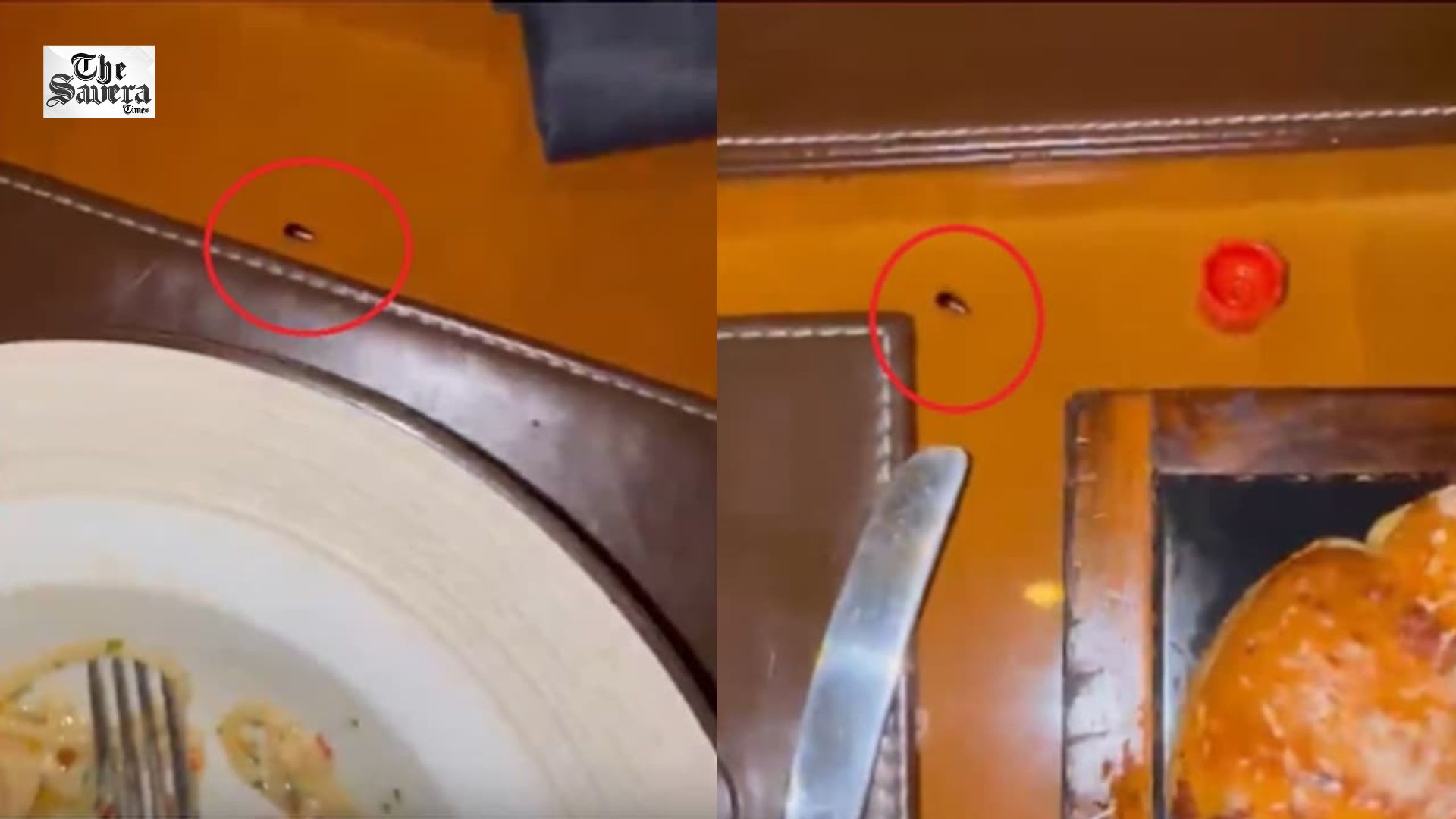 Cockroach Found on Doctor’s Dinner Table at Mumbai Hotel, FDA Chief Tagged