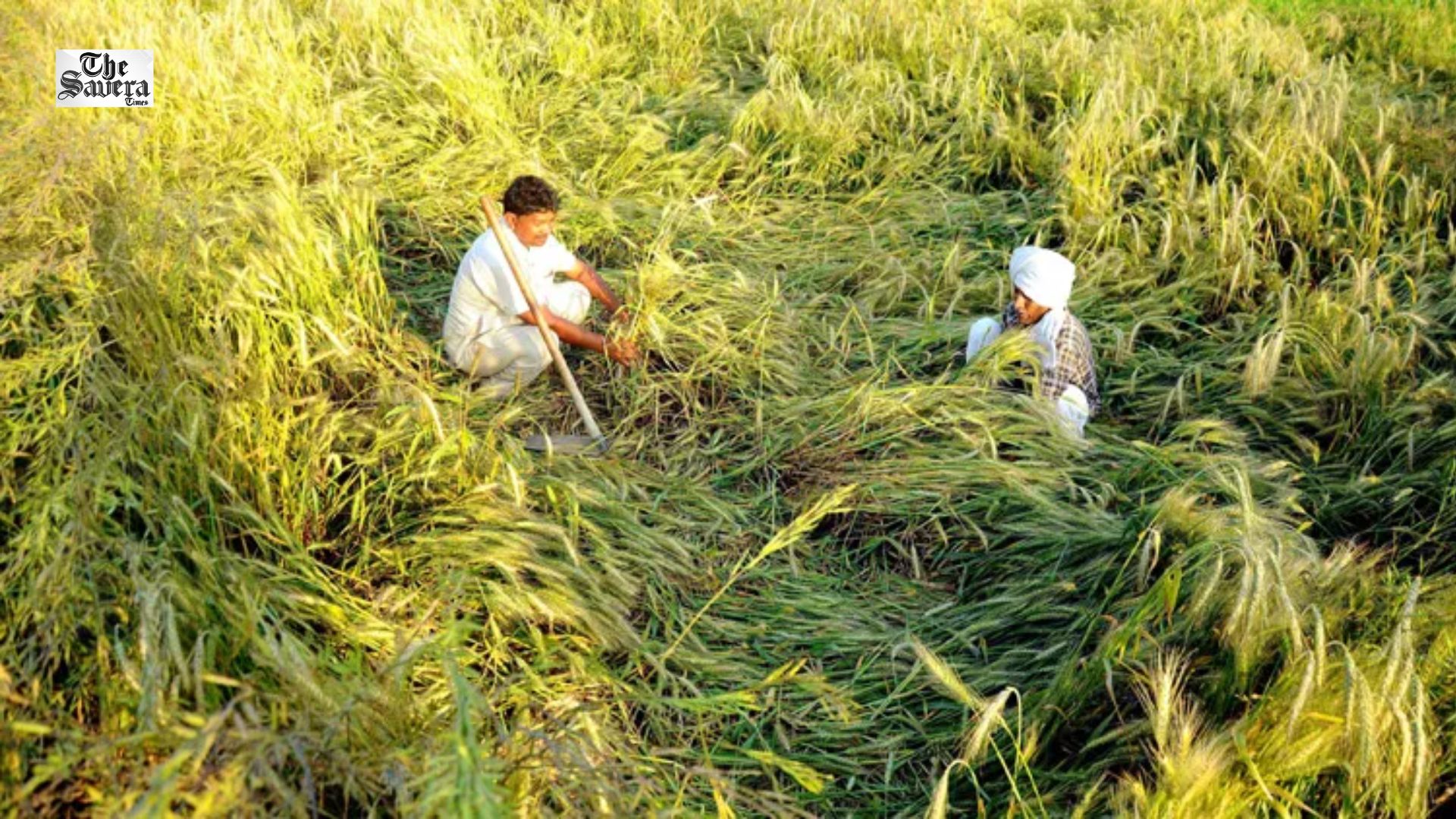 Paddy Production Hit by Misfortune