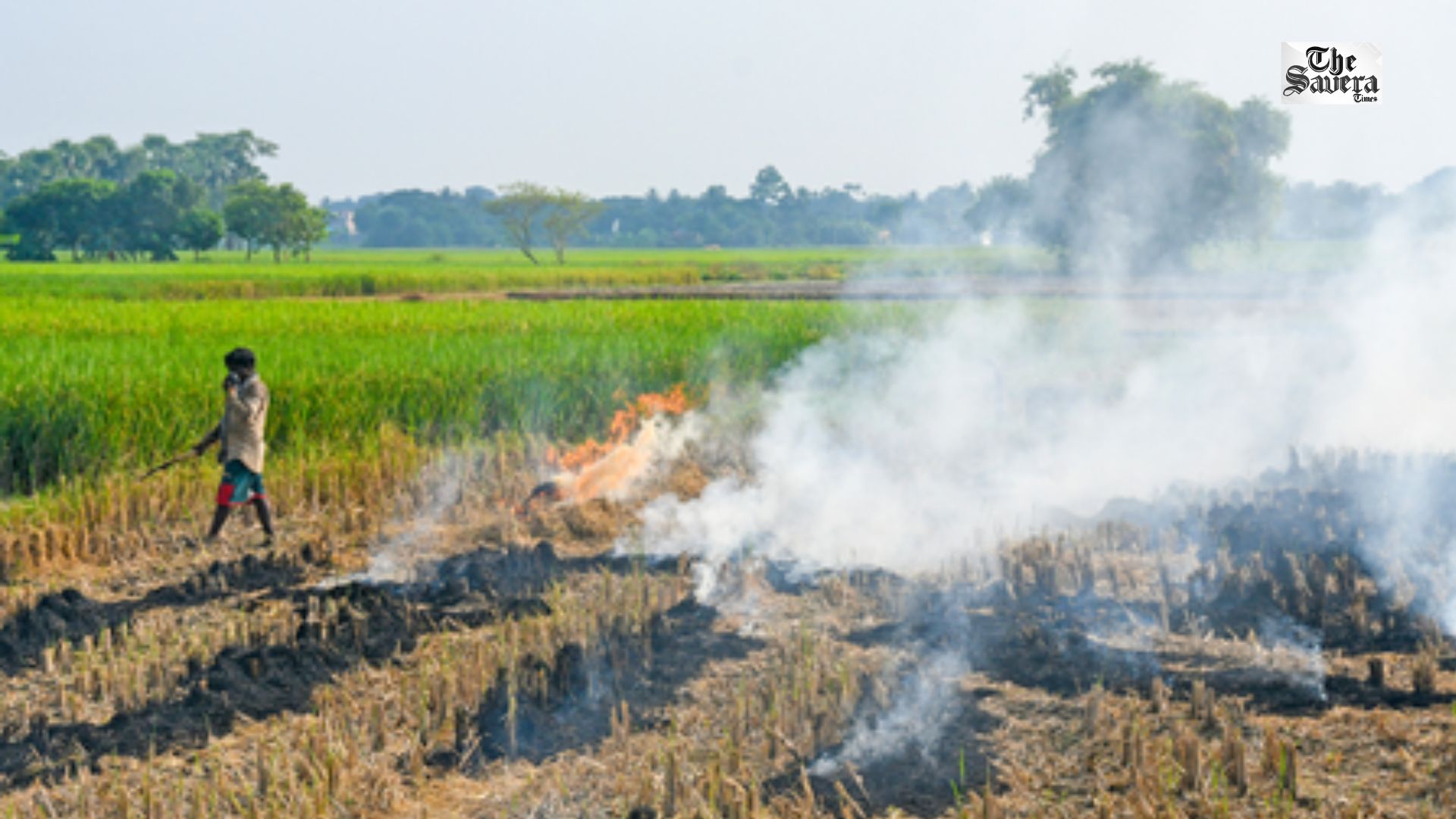 Haryana to Deploy Parali Protection Force to Prevent Paddy Stubble Burning
