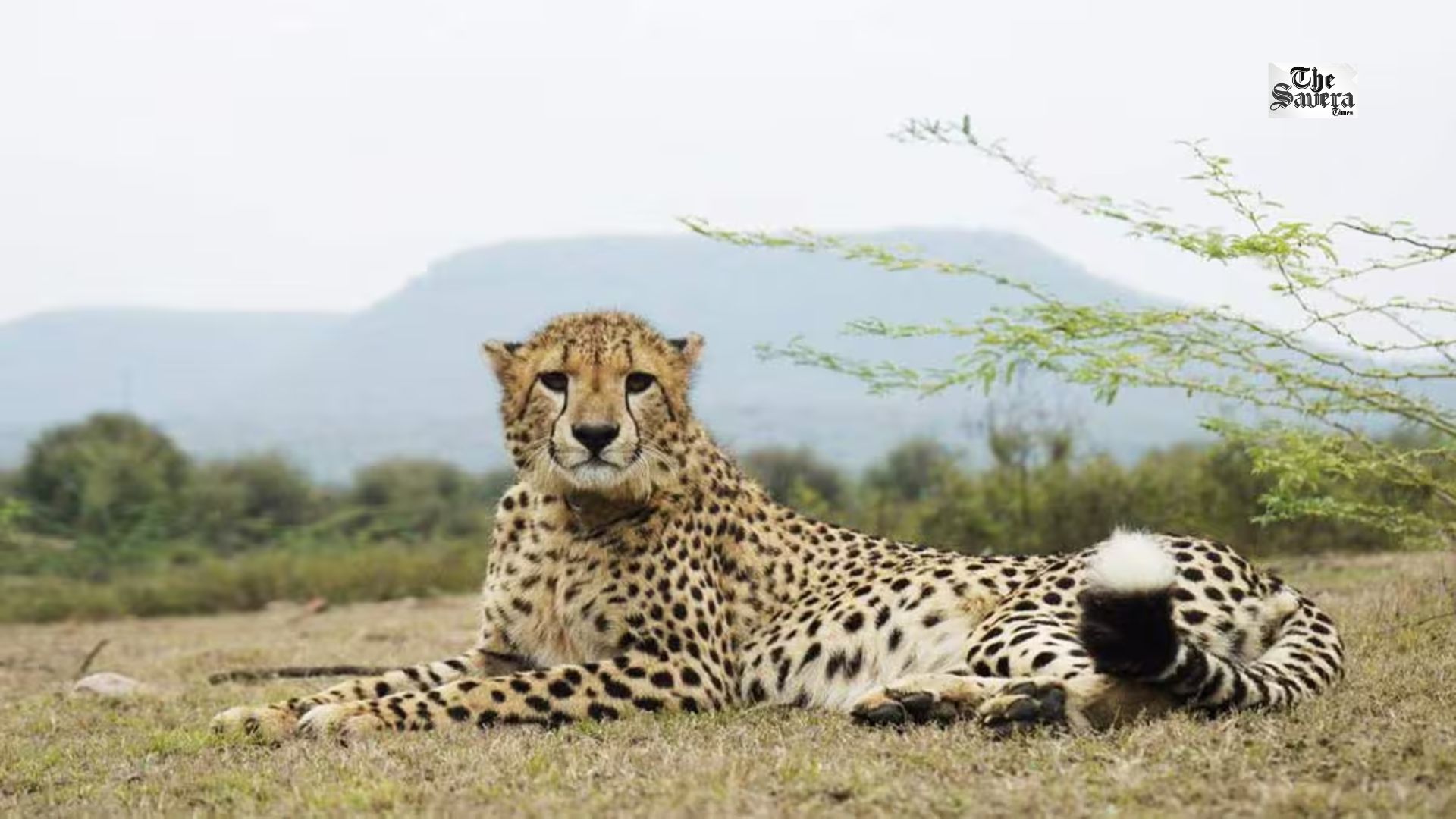 What Happens After Cheetah Gaurav’s Death