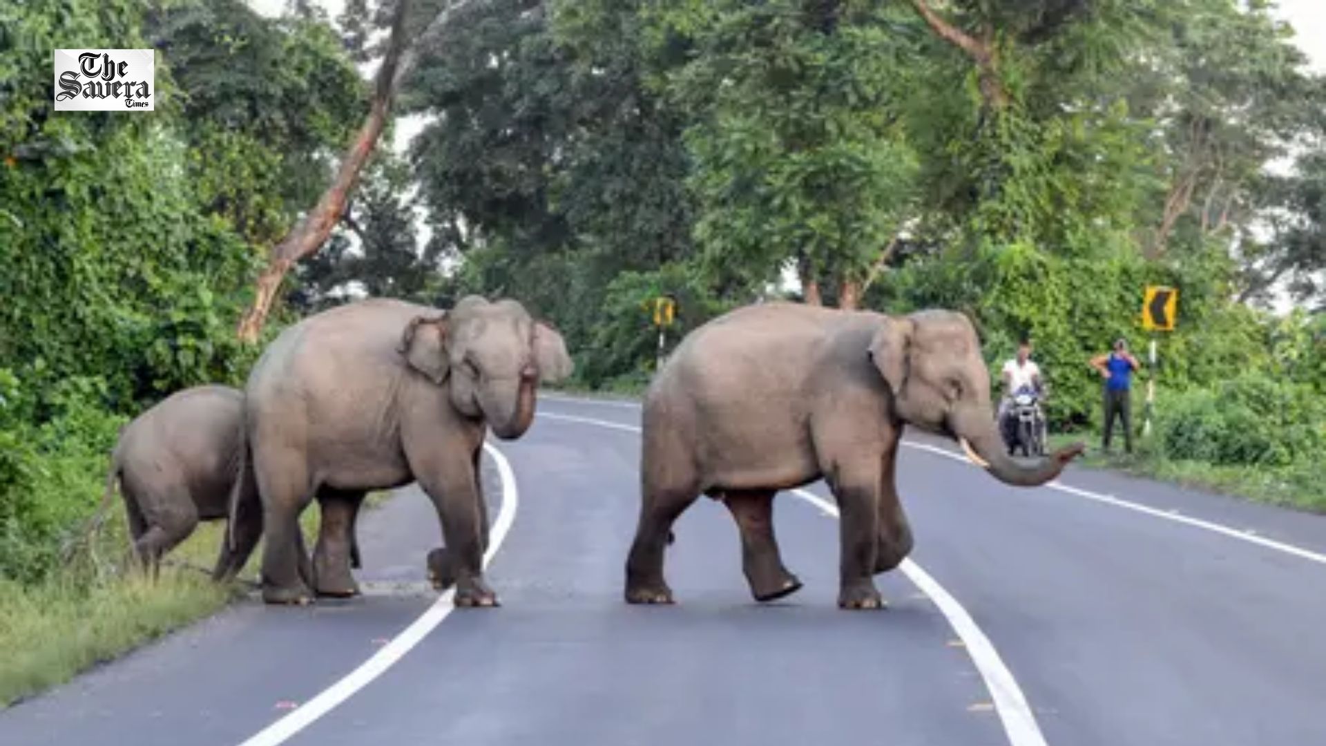 Bengaluru Elephant Attack: Elderly Man Killed During Morning Walk, Forest Department Launches Search