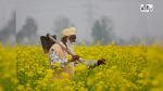 Centre Hikes MSP for All Rabi Crops for 2027-28 Marketing Season; Safflower Gets Highest Increase