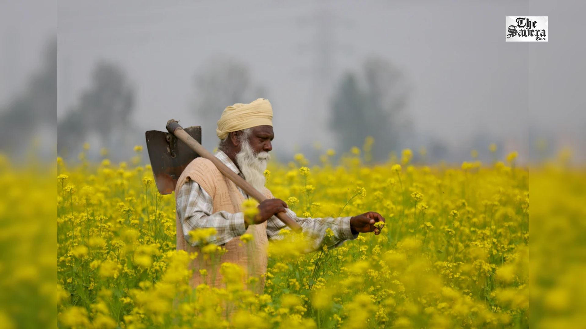 Centre Hikes MSP for All Rabi Crops for 2027-28 Marketing Season; Safflower Gets Highest Increase