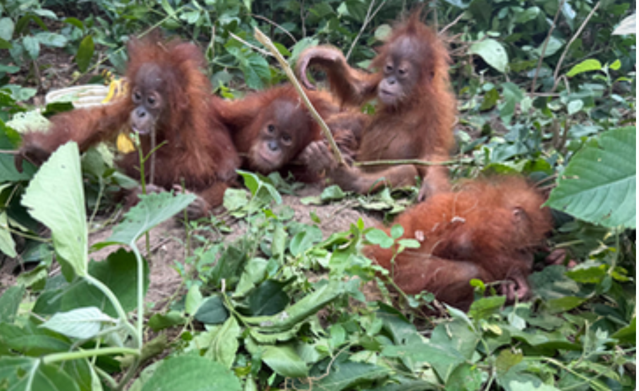 Two of five rescued baby orangutans found anaemic; further health assessment awaited