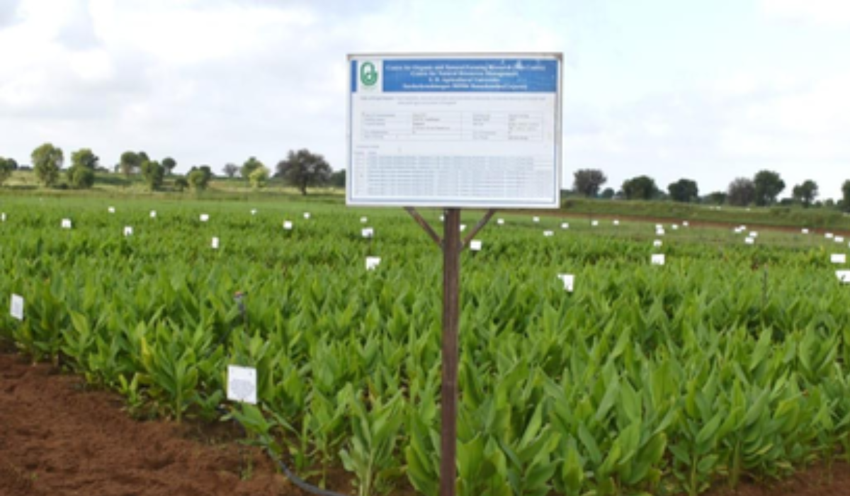 Natural farming doubles turmeric output in Gujarat trial, finds study