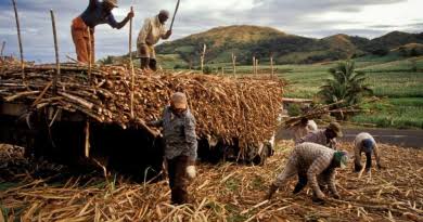 India’s Helping to Fiji to Support Sugarcane Output