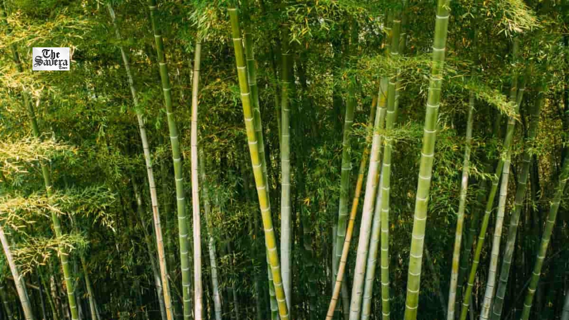 Bamboo Cultivation to Break the Crop Cycle