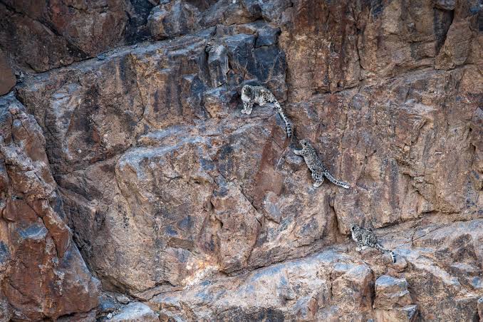 Conservation Efforts to Save the ‘Ghost of the Mountains’