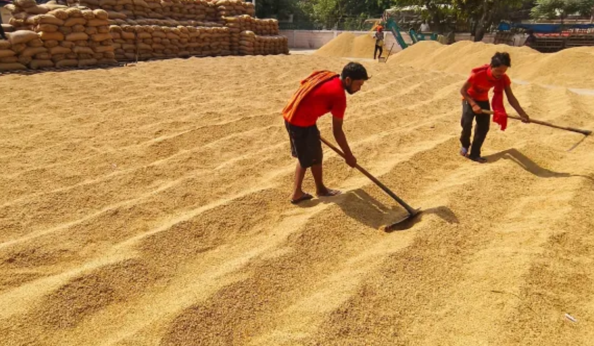 Review of Paddy Procurement Process in Punjab