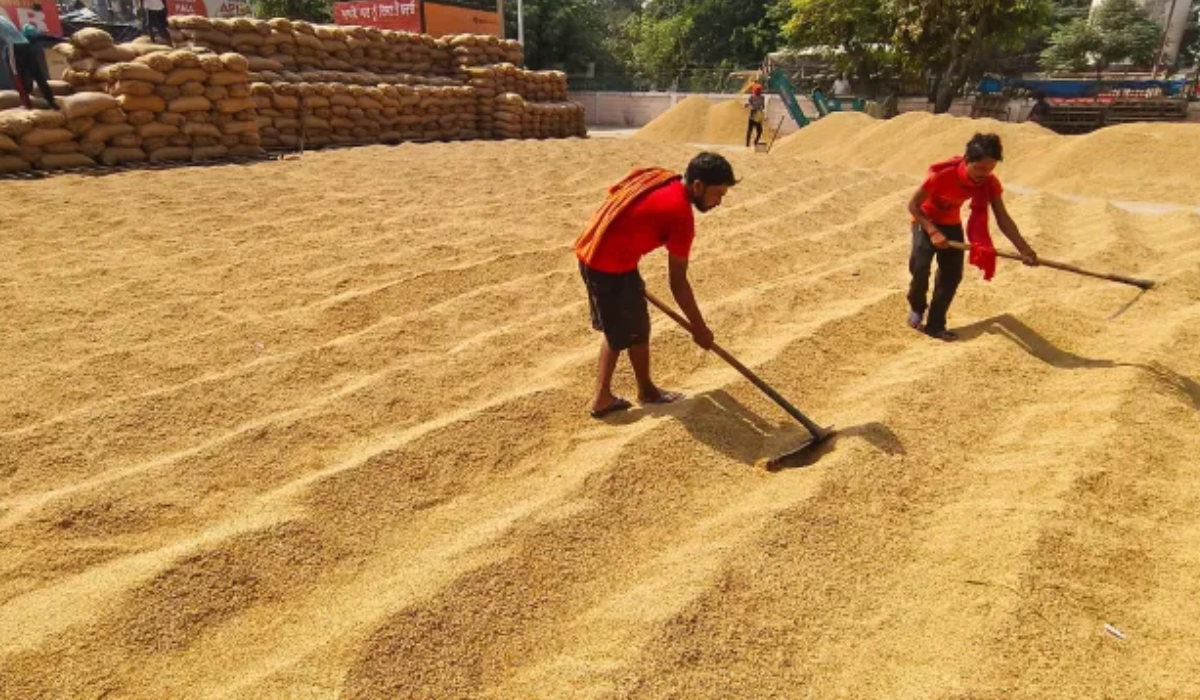 Paddy Procurement Continues in Punjab Mandis
