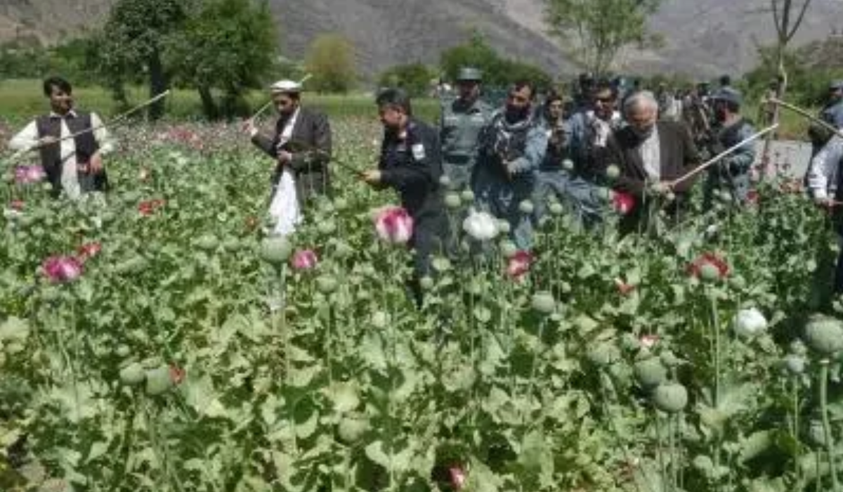 Why Afghanistan Blames Neighbours for Drug