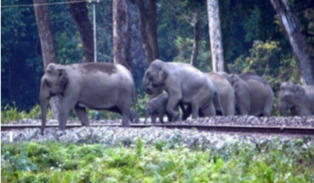 Two elephant calves killed after being hit by train in Andhra