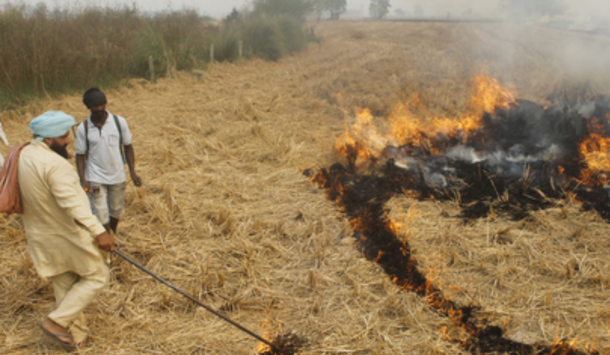 Punjab reports 510 stubble burning incidents; fines imposed in 184 cases