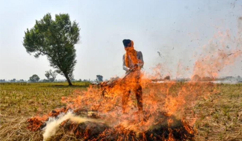 Punjab reports over 700 stubble burning incidents; 24 FIRs registered