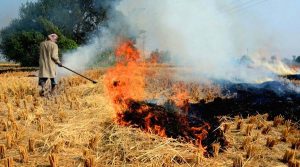 Punjab Government Focuses on Curbing Stubble Burning, Awareness Campaign to Launch Soon