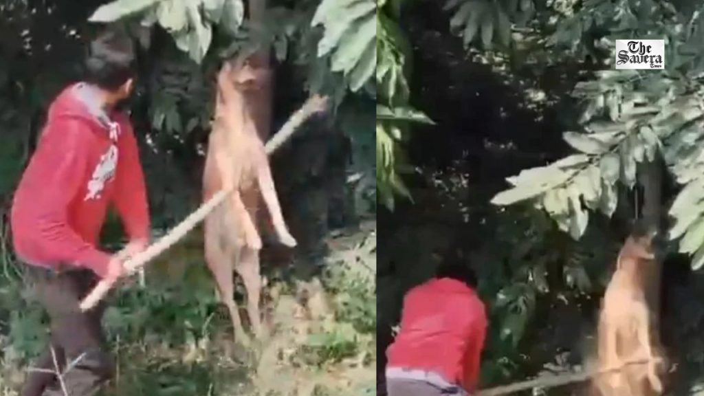 Bengaluru Stray Dog Killing: Three Men Detained