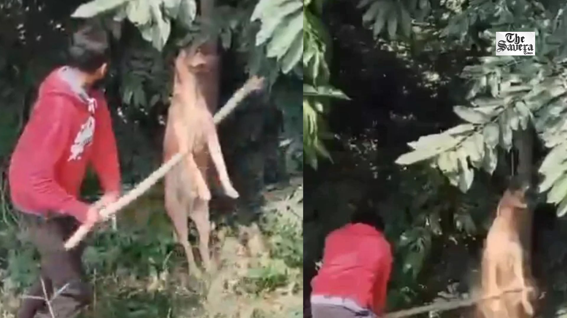 Three Men Detained in Bengaluru for Allegedly Beating Stray Dog to Death