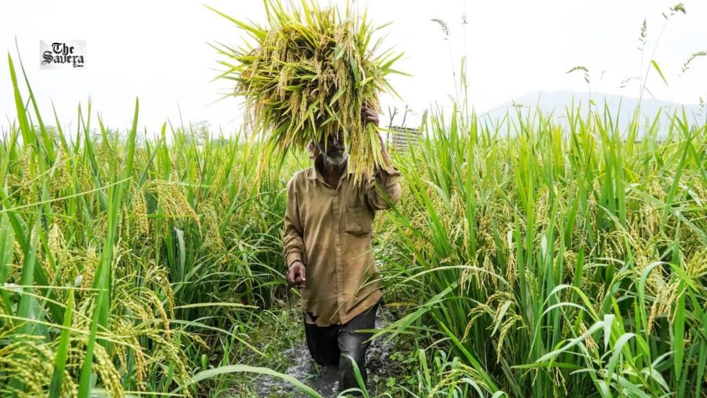 Rabi Crop Procurement Hits 3,921 LMT, MSP Payments Reach ₹8.36 Lakh Crore