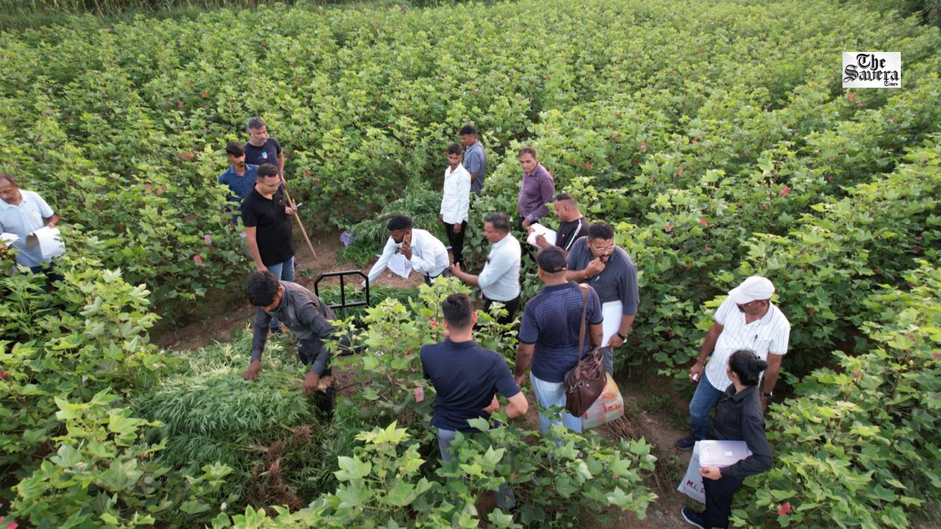 967 Cannabis Plants Worth ₹1.72 Crore Seized Near Gujarat-Rajasthan Border