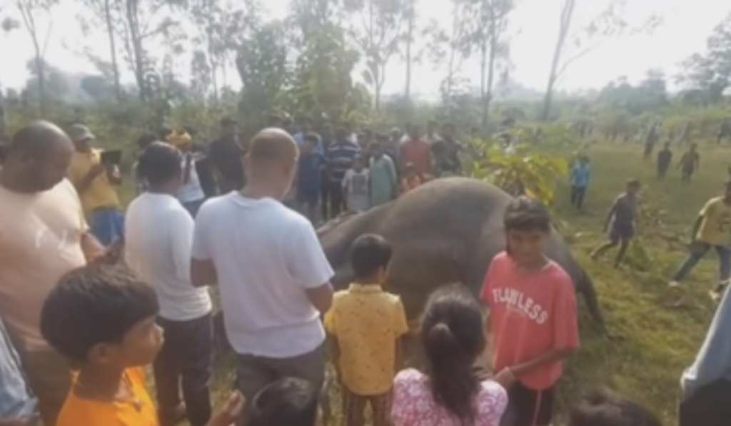 Jharkhand: Elephant found dead in field; tusks missing, poaching angle suspected
