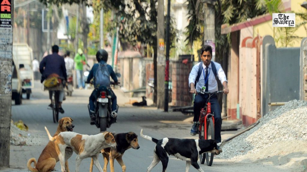 Shimla Launches Anti-Rabies Drive for Stray Dogs, Targets Over 4,000 Animals