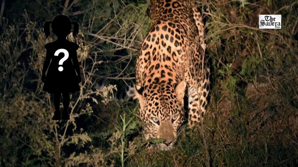 Gujarat Leopard Attack: 3-Year-Old Child Killed in Navsari, 5 Forest Teams Deployed