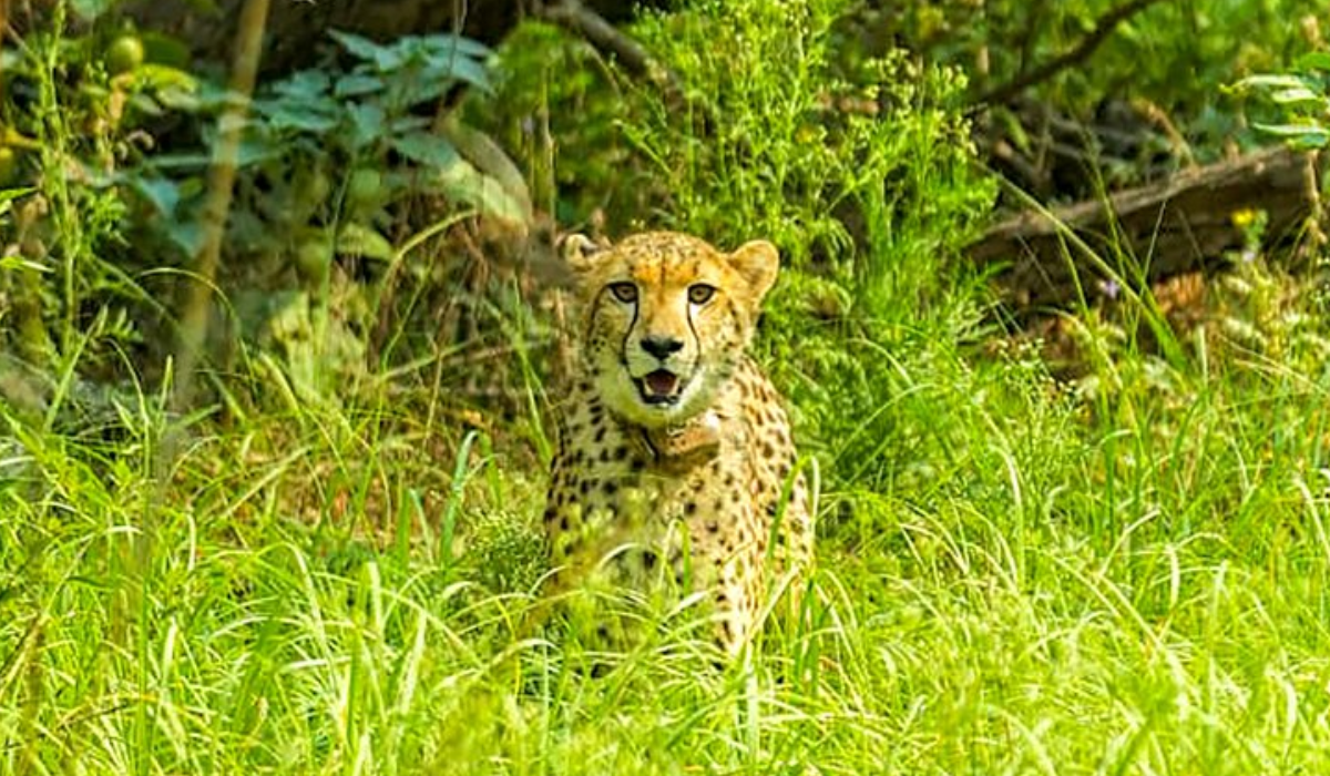 From Kuno to Kutch: Chasing Cheetahs Across Their New Wild Landscapes