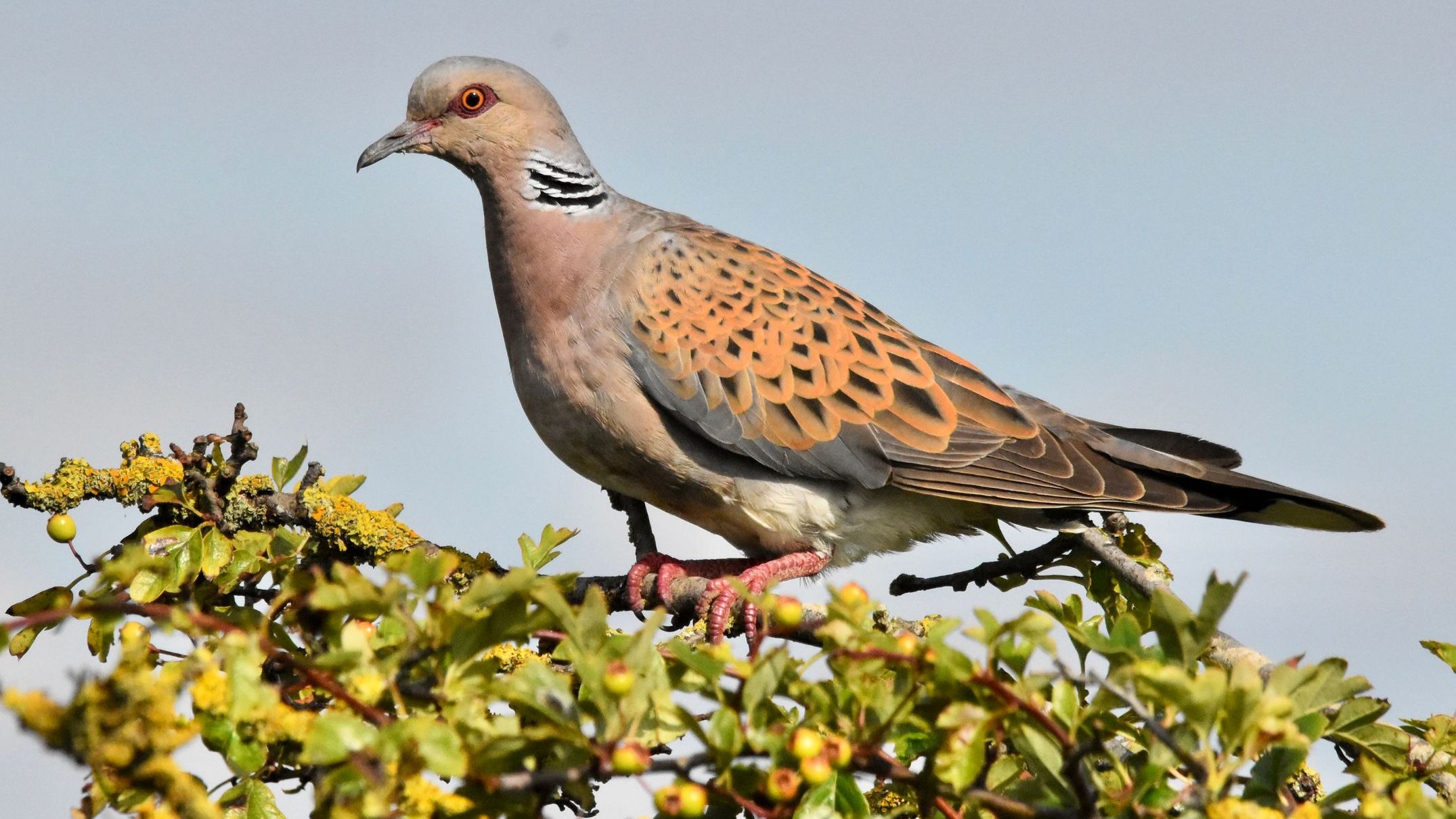 Turtle Doves, Cicada Bugs, Migratory Birds Add Kashmir’s Beauty