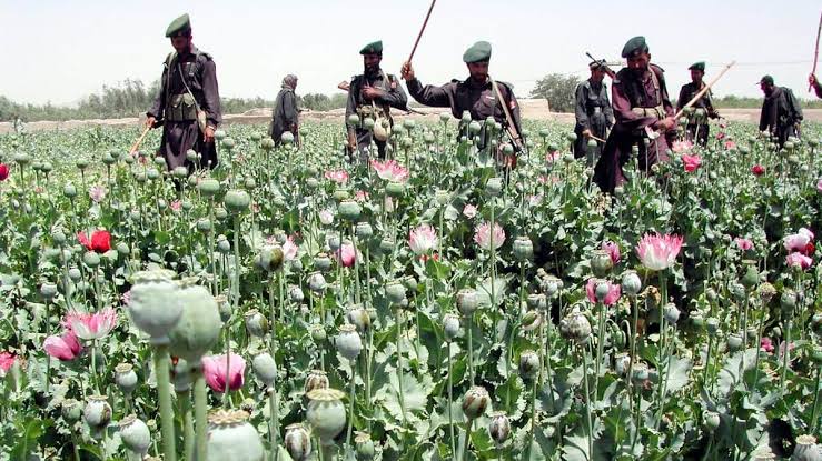 Poppy cultivation rises in Pakistan
